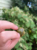 Pastel Clown Red Eared Slider Turtle 2023