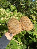 Leucistic African Helmeted Turtle Adult Pair