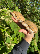 Leucistic African Helmeted Turtle Adult Pair