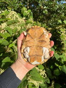 Leucistic African Helmeted Turtle Adult Pair
