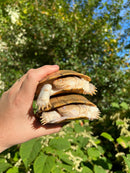 Leucistic African Helmeted Turtle Adult Pair