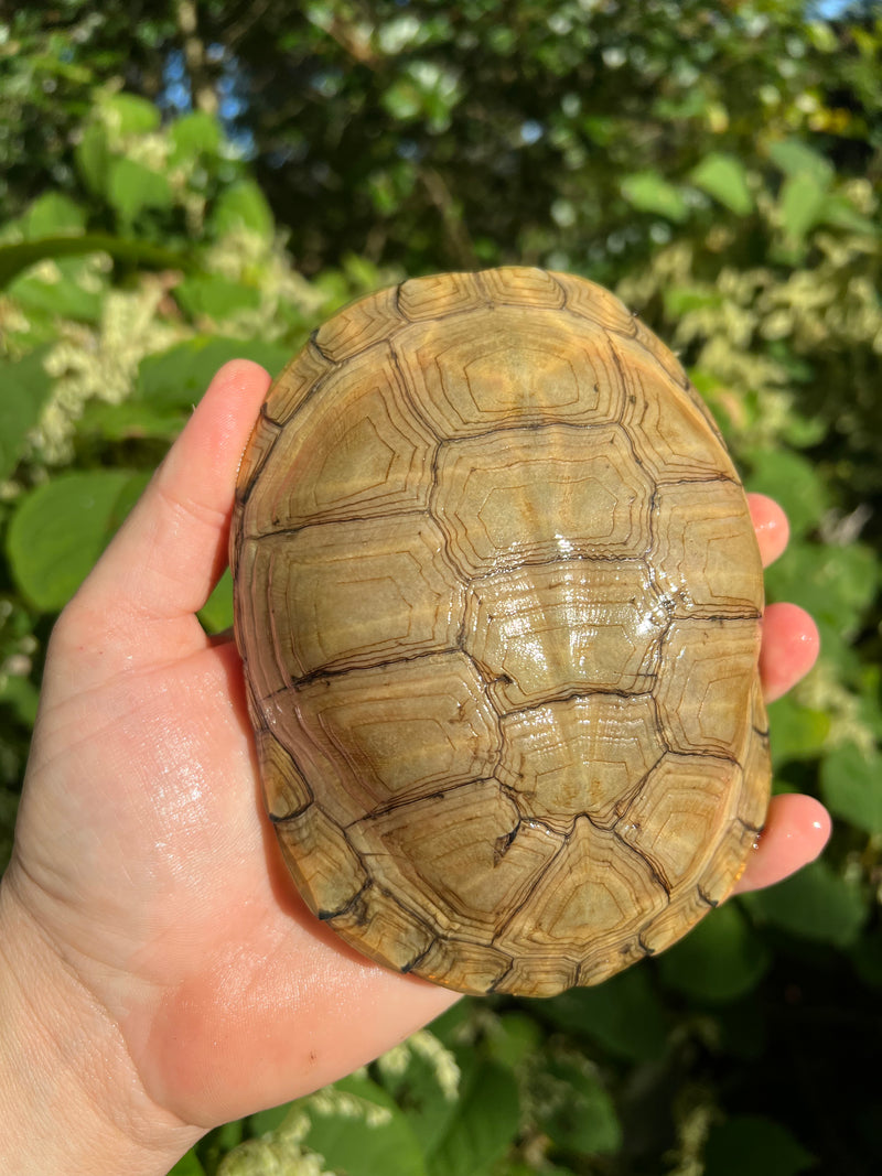 Leucistic African Helmeted Turtle Adult Pair