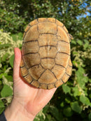 Leucistic African Helmeted Turtle Adult Pair