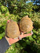 Leucistic African Helmeted Turtle Adult Pair