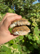 Leucistic African Helmeted Turtle Adult Pair