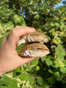 Leucistic African Helmeted Turtle Adult Pair