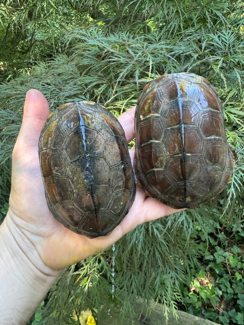 Reeves Turtles (4-5 inch) (Mauremys reevesii)