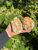 Leucistic African Helmeted Turtle Adult Pair