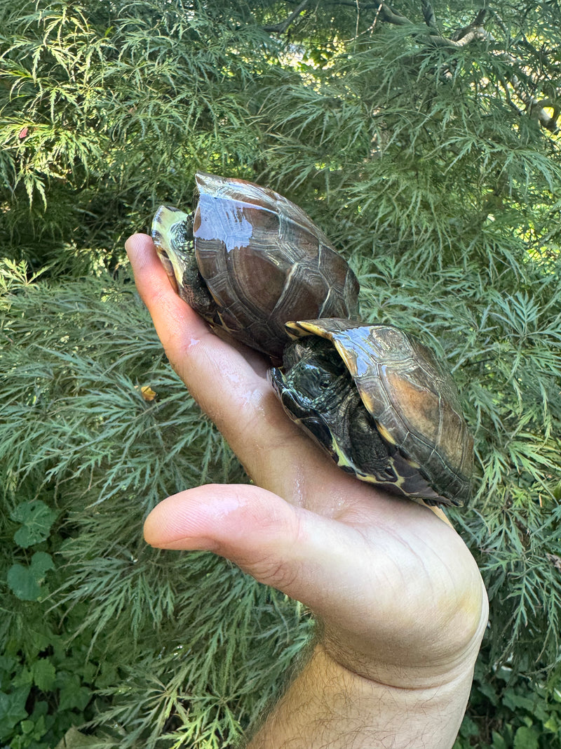 Alosa Reevesii Reeves Turtle For Sale | American Reptile Distributors