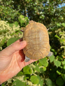 Leucistic African Helmeted Turtle Adult Pair