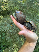 Reeves Turtles (4-5 inch) (Mauremys reevesii)