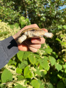 Leucistic African Helmeted Turtle Adult Pair