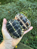 Reeves Turtles (4-5 inch) (Mauremys reevesii)