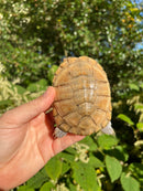 Leucistic African Helmeted Turtle Adult Pair