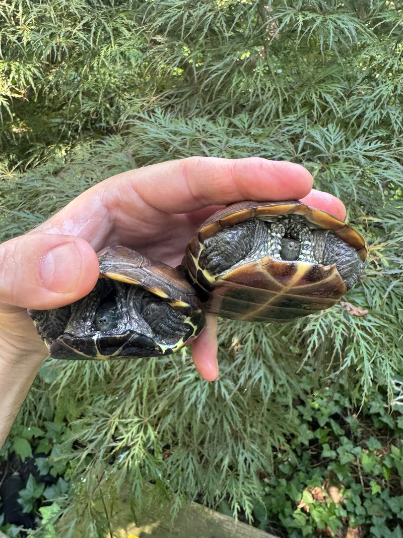 Reeves Turtles (4-5 inch) (Mauremys reevesii)