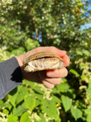 Leucistic African Helmeted Turtle Adult Pair