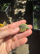 Pastel Clown Yellow Bellied Turtle 2025