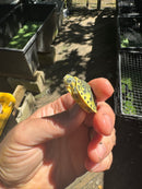 Pastel Clown Yellow Bellied Turtle 2025