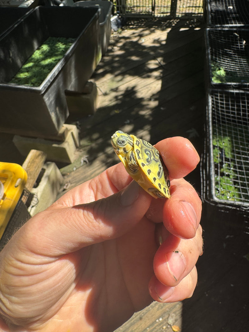 Pastel Clown Yellow Bellied Turtle 2025