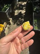 Pastel Clown Yellow Bellied Turtle 2025