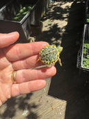 Pastel Clown Yellow Bellied Turtle 2025