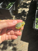 Pastel Clown Yellow Bellied Turtle 2025