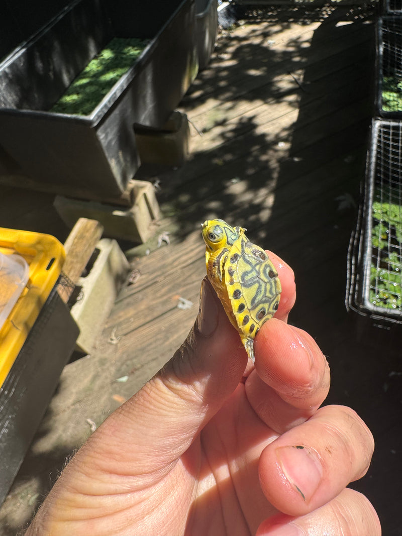 Pastel Clown Yellow Bellied Turtle 2025