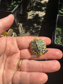 Pastel Clown Yellow Bellied Turtle 2025