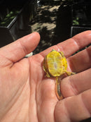 Pastel Clown Yellow Bellied Turtle 2025