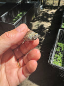 Pastel Clown Common Musk Turtle Baby 2025