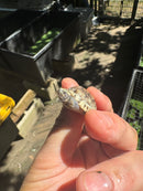 Pastel Clown Common Musk Turtle Baby 2025