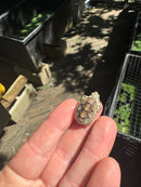 Pastel Clown Common Musk Turtle Baby 2025