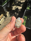 Pastel Clown Common Musk Turtle Baby 2025