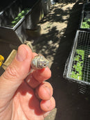 Pastel Clown Common Musk Turtle Baby 2025