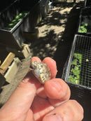 Pastel Clown Common Musk Turtle Baby 2025