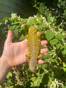 Super Yellow Niger Uromastyx Adult Male