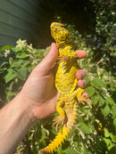 Super Yellow Niger Uromastyx Adult Male