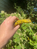 Super Yellow Niger Uromastyx Adult Male