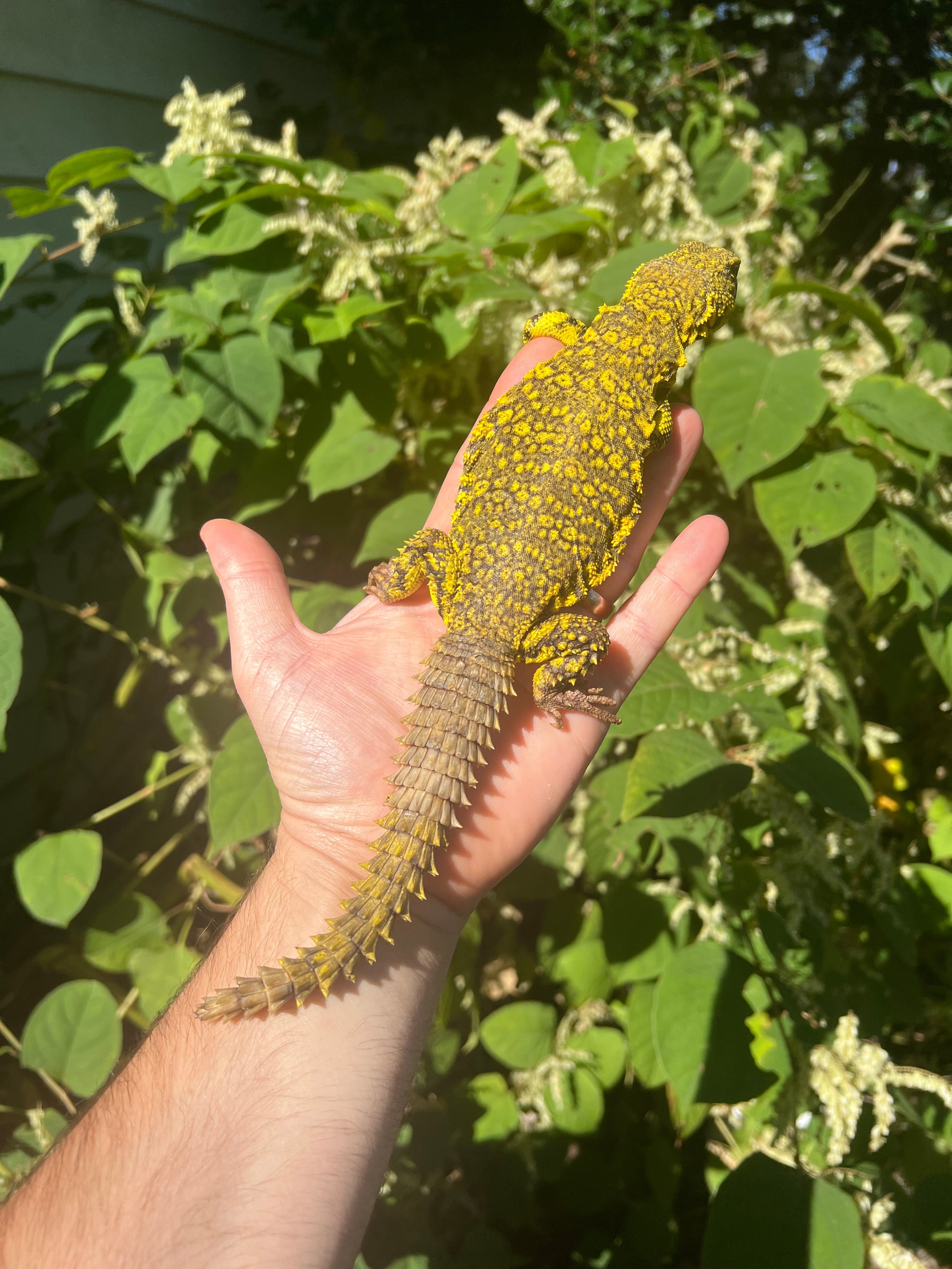 Super Yellow Niger Uromastyx For Sale | American Reptile Distributors