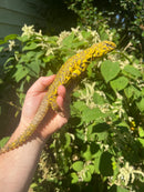 Super Yellow Niger Uromastyx Adult Male
