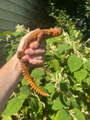 Super Red Niger Uromastyx Adult Male