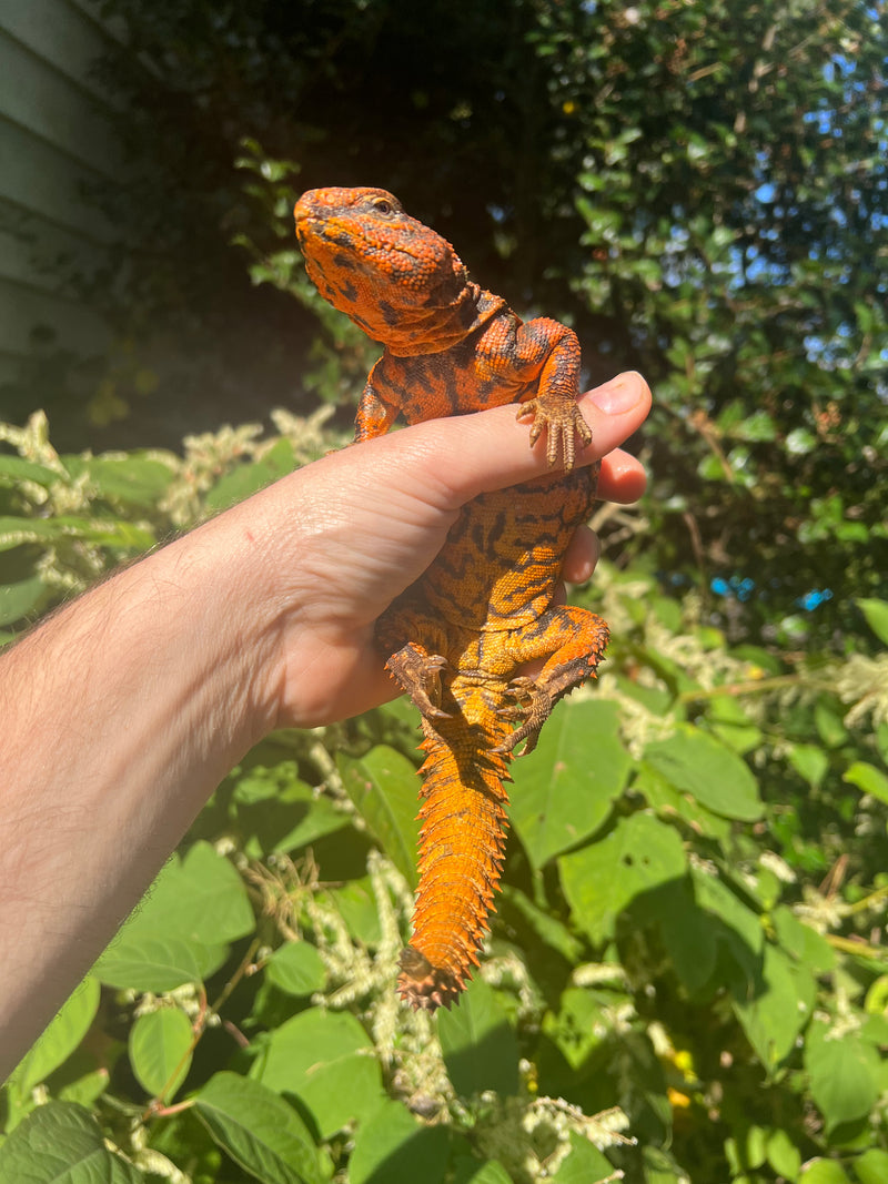 Super Red Niger Uromastyx Adult Male