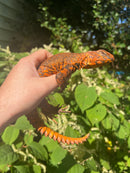 Super Red Niger Uromastyx Adult Male