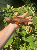 Super Red Niger Uromastyx Adult Male