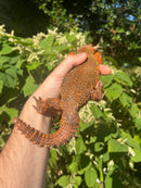 Super Red Niger Uromastyx Adult Male