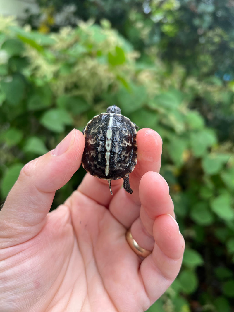 HI YELLOW Florida Box Turtle Baby