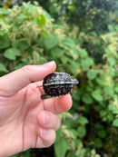 HI YELLOW Florida Box Turtle Baby
