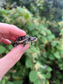 HI YELLOW Florida Box Turtle Baby