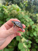 HI YELLOW Florida Box Turtle Baby