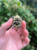 HI YELLOW Florida Box Turtle Baby